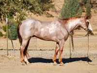 گھوڑا, National Show Horse — تصویر 4