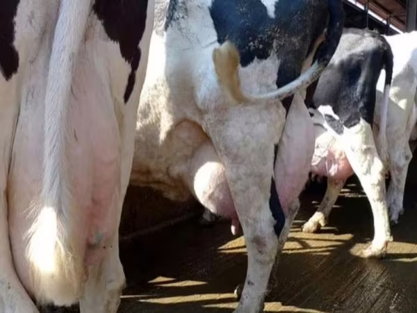 گائے, Swiss cattle