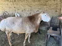 مینڈھا, Hissar sheep — تصویر 1