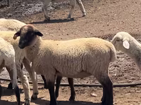 مینڈھا, Hampshire sheep — تصویر 1