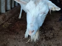 بکری, Saanen goat — تصویر 3