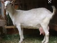 بکرا, Saanen goat — تصویر 3