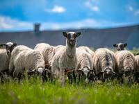 مینڈھا, Romanov sheep — تصویر 3