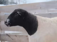 مینڈھا, Dorper sheep — تصویر 3