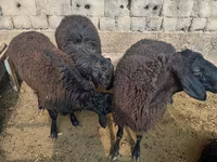 مینڈھا, Rhon sheep — تصویر 4