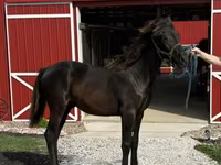 گھوڑا, Rocky Mountain Horse — تصویر 6