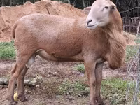 مینڈھا, Katum sheep — تصویر 2