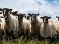 مینڈھا, Romanov sheep — تصویر 2