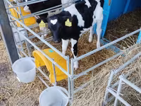 سانڈ, Swiss cattle — تصویر 2