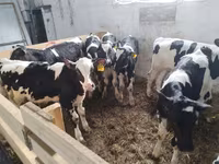 سانڈ, Swiss cattle — تصویر 4