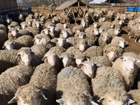 بھیڑ, Kuibyshev sheep — تصویر 6
