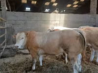 سانڈ, Blonde d’Aquitane cattle — تصویر 3