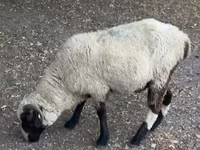 مینڈھا, بھیڑیں — تصویر 3