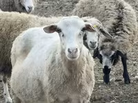بھیڑ, Katum sheep — تصویر 1