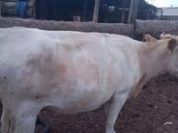 گائے, Swiss cattle — تصویر 8