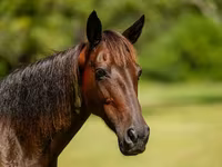گھوڑی, American paint horse — تصویر 6