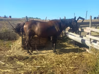 Mare, Horses — photo 3