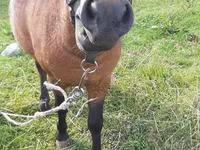 گھوڑا, American shetland pony — تصویر 2