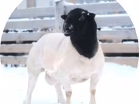 مینڈھا, Dorper sheep — تصویر 1