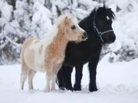 گھوڑا, American shetland pony — تصویر 5