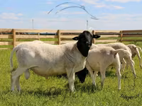 مینڈھا, Dorper sheep — تصویر 1