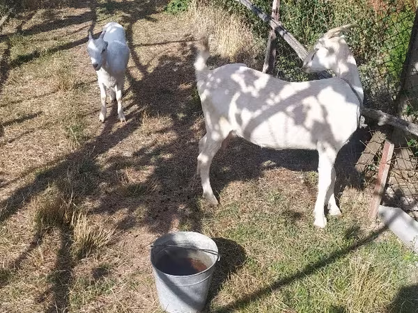 Goat, LaMancha goats