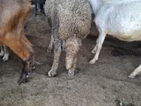 Ram, Baerchuke sheep — photo 3