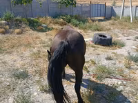 گھوڑی, Skyros Pony — تصویر 4