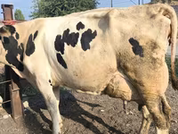 گائے, Swiss cattle — تصویر 3