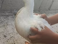 ڈومیسٹک مسکووی — تصویر 2