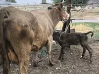 گائے, Simmental cattle — تصویر 1