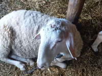 مینڈھا, Awassi sheep — تصویر 4