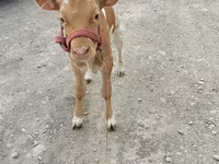 گائے, سرخ بے سینگ گائے — تصویر 3
