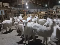بکری, Saanen goat — تصویر 3