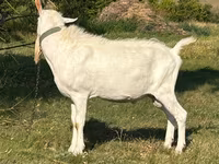 بکرا, Saanen goat — تصویر 2