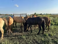 گھوڑی, Horse breed — تصویر 4