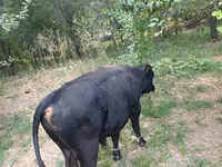 سانڈ, سرخ بے سینگ گائے — تصویر 6