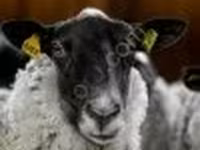 مینڈھا, Romanov sheep — تصویر 4