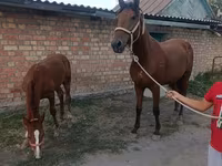 گھوڑی, Thoroughbred horse — تصویر 1