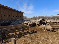 بھیڑ, Kuibyshev sheep — تصویر 5