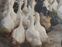 ڈومیسٹک مسکووی — تصویر 1