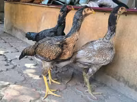 آسٹریلین گیم — تصویر 6