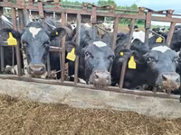 گائے, Simmental cattle — تصویر 6