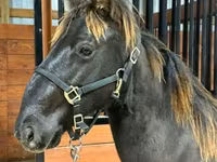 گھوڑا, Rocky Mountain Horse — تصویر 5