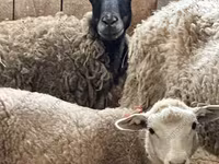 مینڈھا, Kuibyshev sheep — تصویر 6