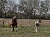 Mare, Pinto horses — photo 7