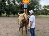 گھوڑا, Quarter Horse — تصویر 7