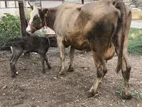 گائے, Simmental cattle — تصویر 6