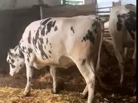 سانڈ, Russian Black pied cattle — تصویر 7