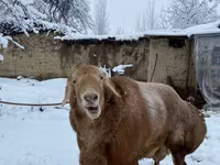 مینڈھا, بھیڑیں — تصویر 3